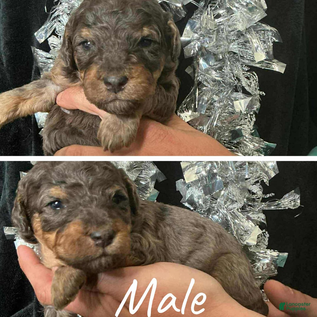 Mini Aussiedoodle dogs for sale: Mini Aussiedoodle Puppy 6 - Ad 1