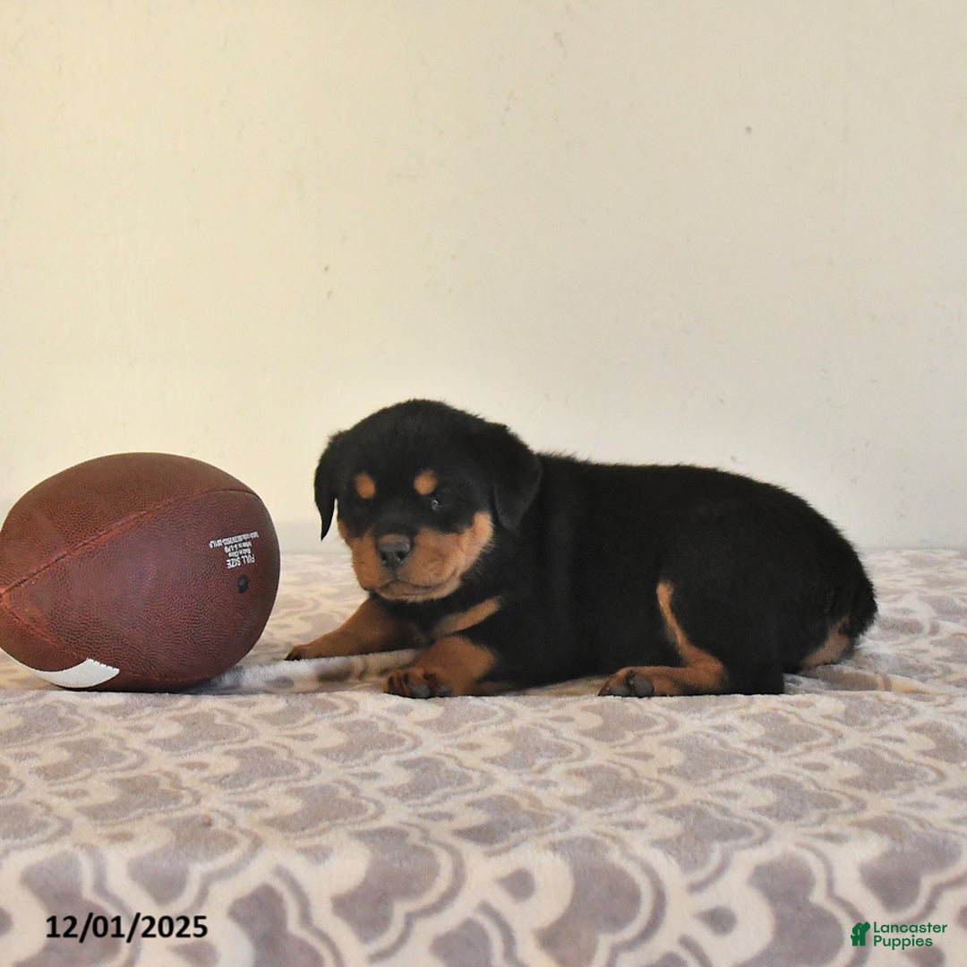 Rottweiler dogs for sale: Nyla - Ad 2