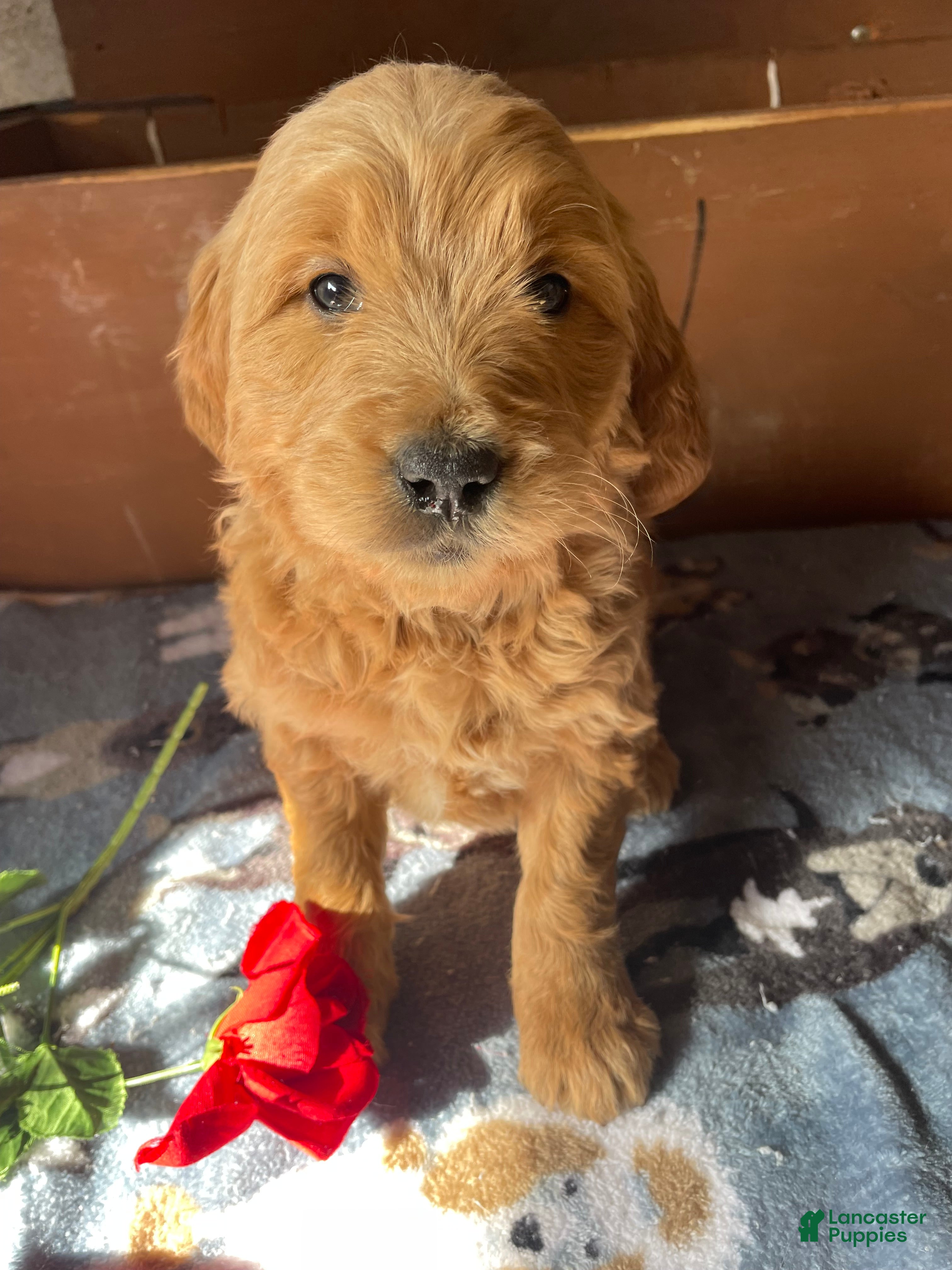 Mini Goldendoodle dogs Nolan - Ad 40