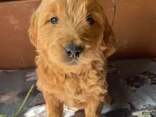 Mini Goldendoodle dogs Nolan - Ad 40