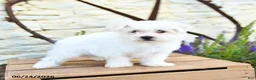 Mixed Breed dogs for sale: Opal - Ad 2