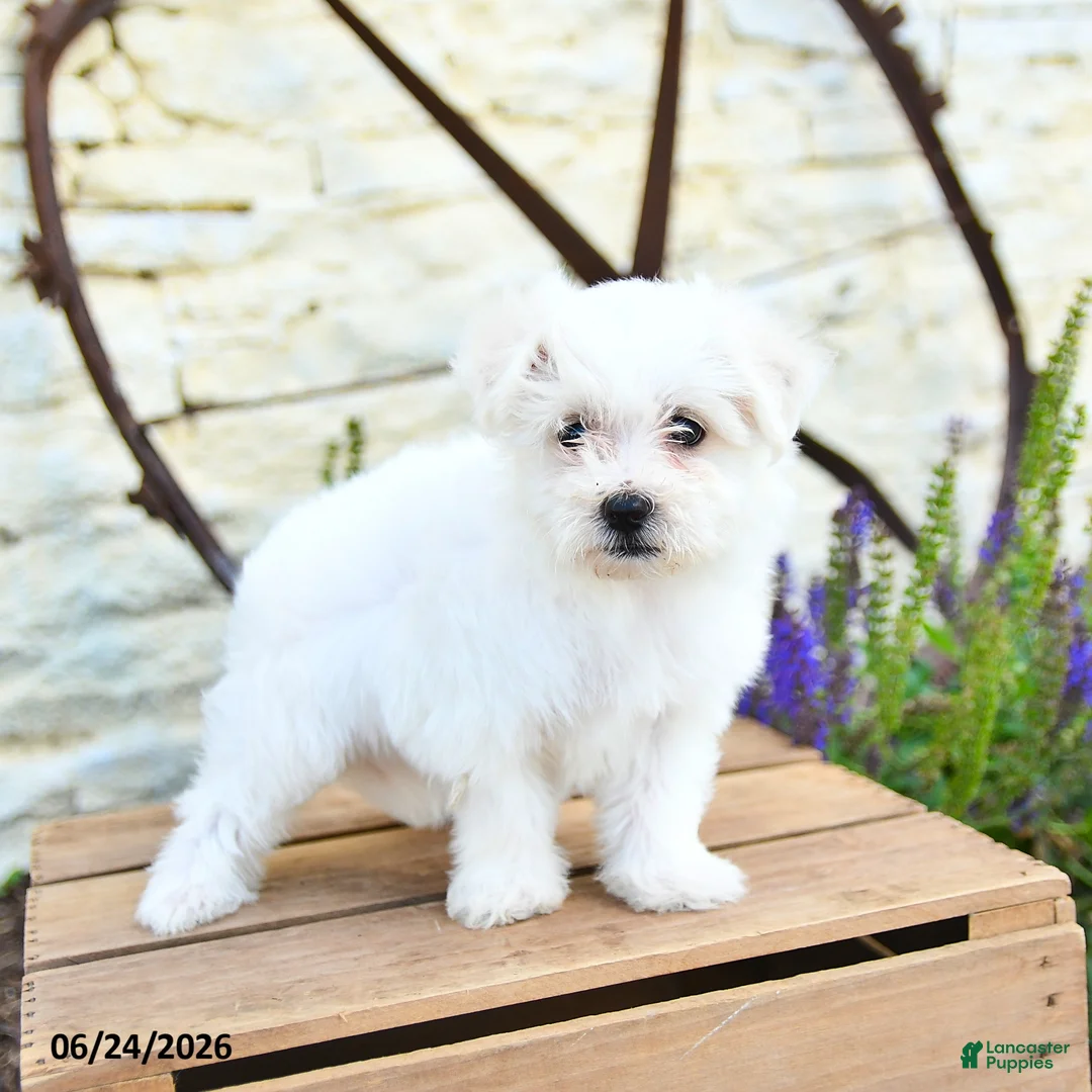 Mixed Breed dogs for sale: Opal - Ad 2