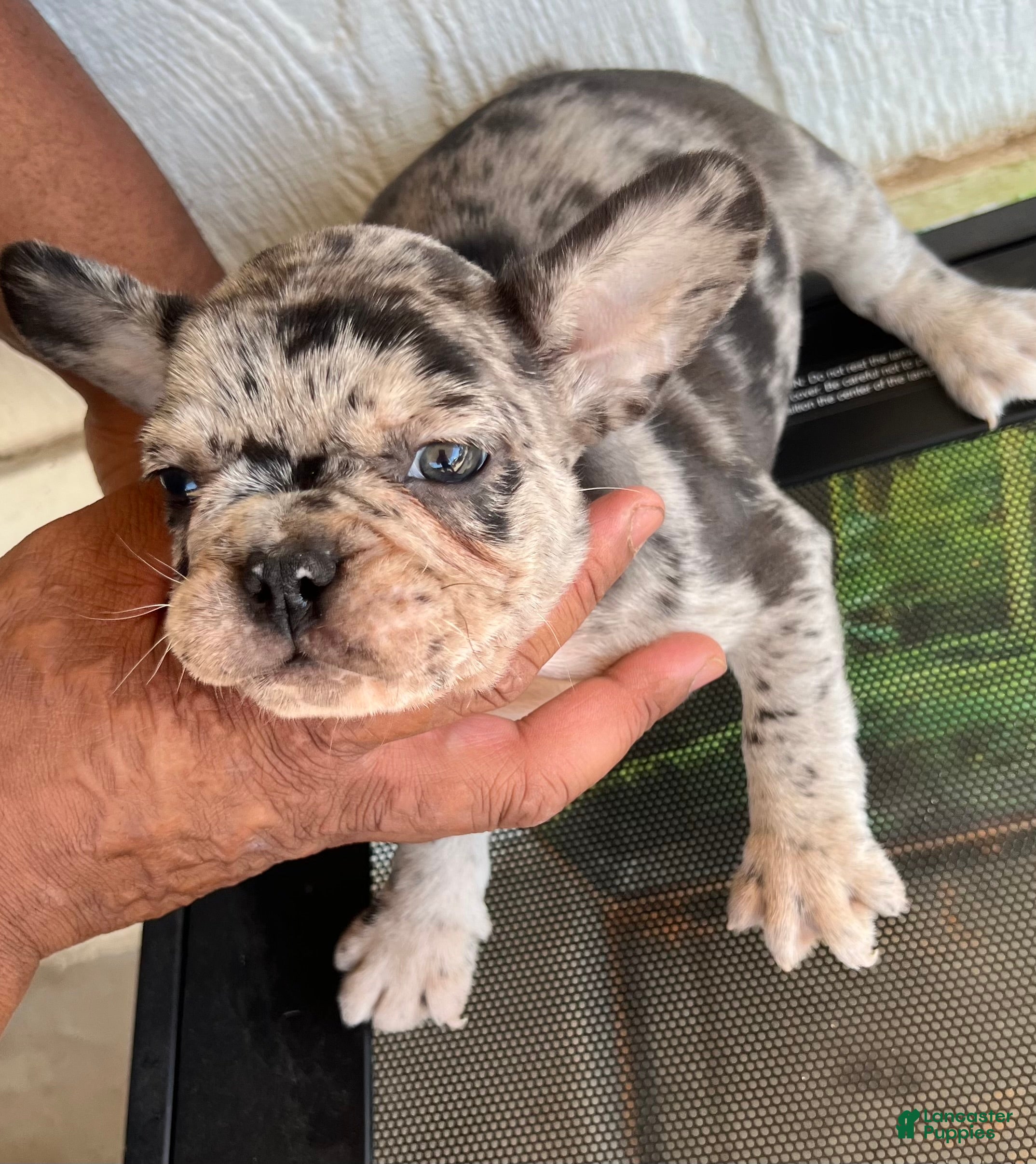 French Bulldog dogs French Bulldog Puppy 4 - Ad 41
