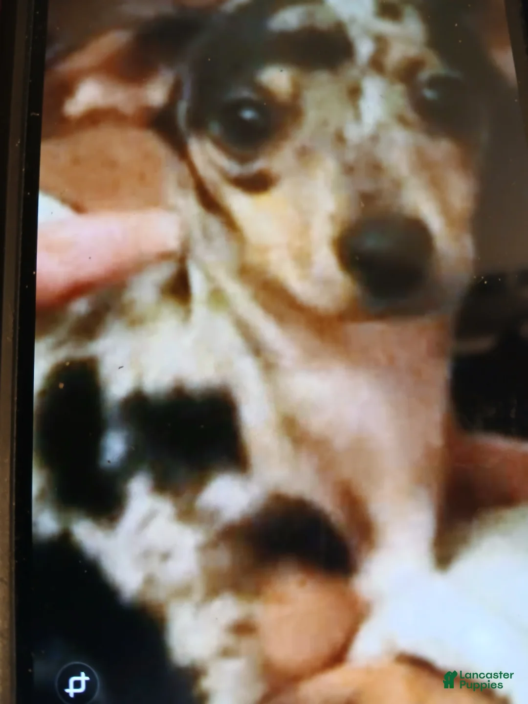 Chiweenie dogs for sale: Chiweenie Puppy 4 - Ad 4