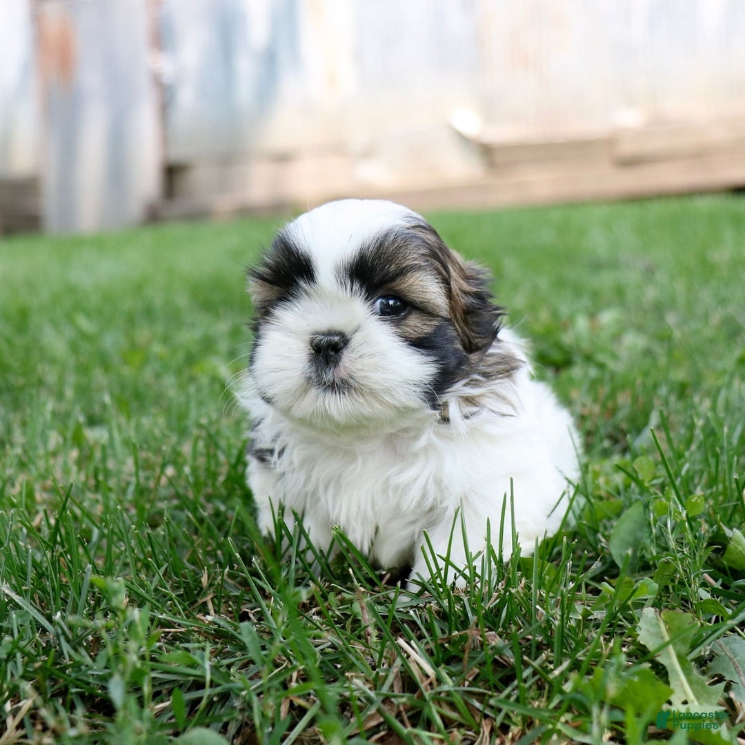 Shih Tzu dogs for sale: Cash - Ad 20
