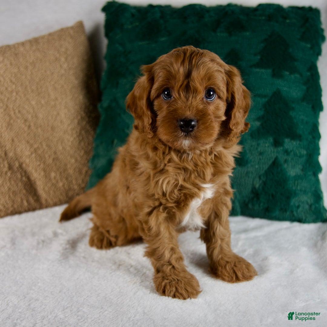 Cavapoo dogs for sale: Blake - Ad 2