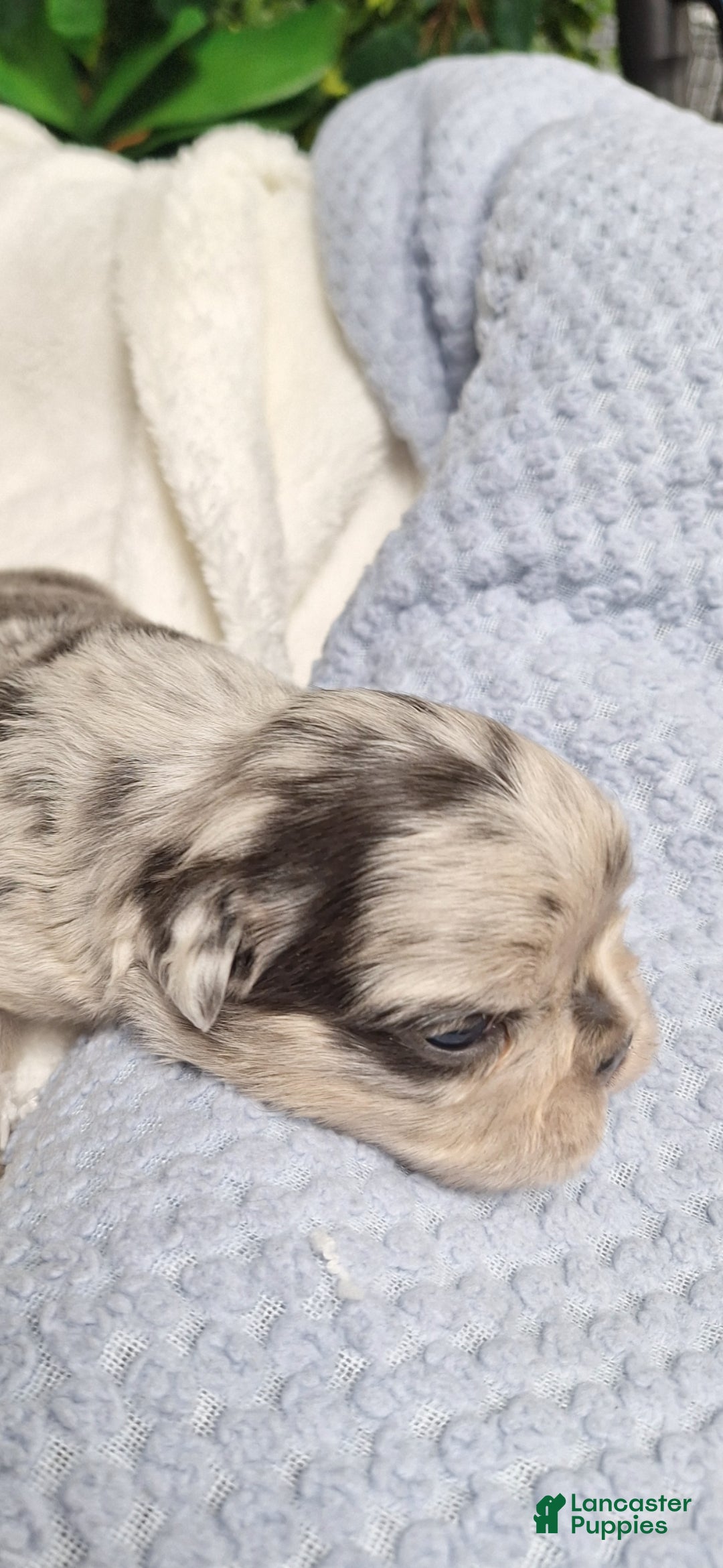 French Bulldog dogs for sale: Tim - Ad 10