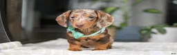 Dachshund dogs for sale: Jackson  - Ad 7