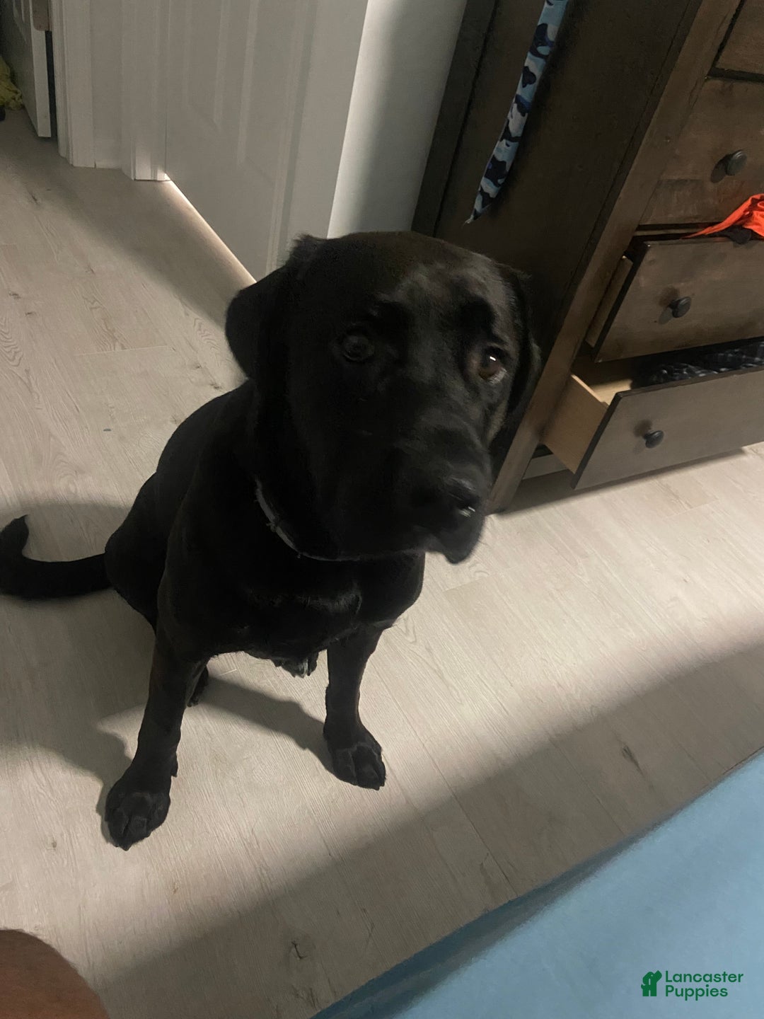 Mixed Breed dogs for sale: Mixed Breed Puppy 1 - Ad 3