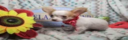 Chihuahua dogs for sale: Crickette  (Long-Haired) (4.5 lbs adult) - Ad 1