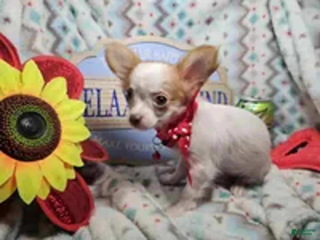 Chihuahua dogs for sale: Crickette  (Long-Haired) (4.5 lbs adult) - Ad 1