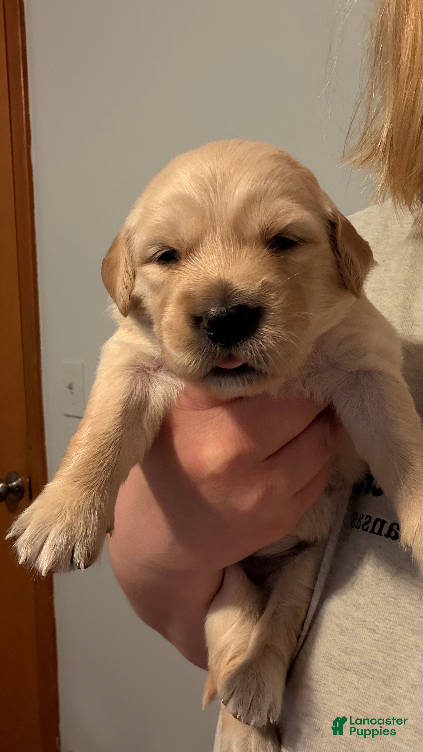 Golden Retriever dogs White  - Ad 1