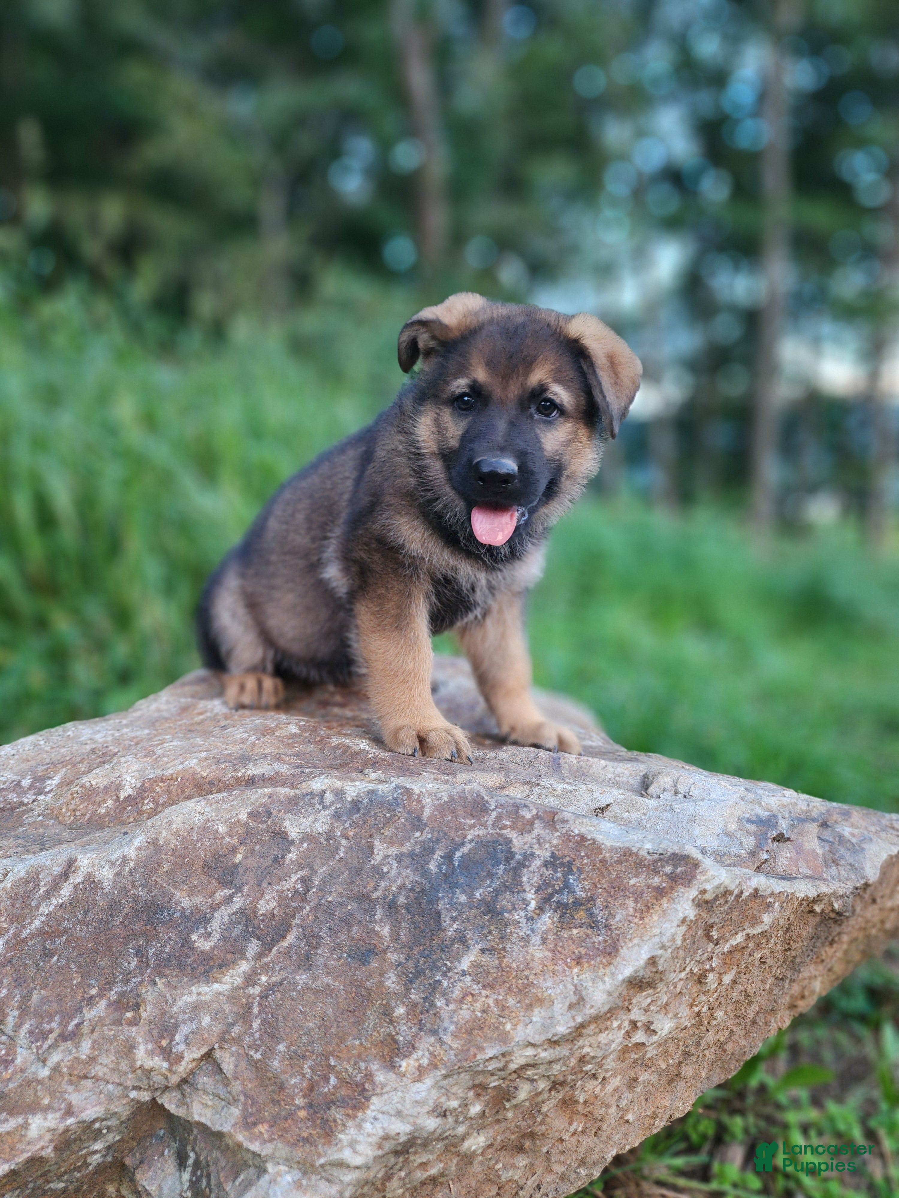 German Shepherd dogs Trusa - Ad 1