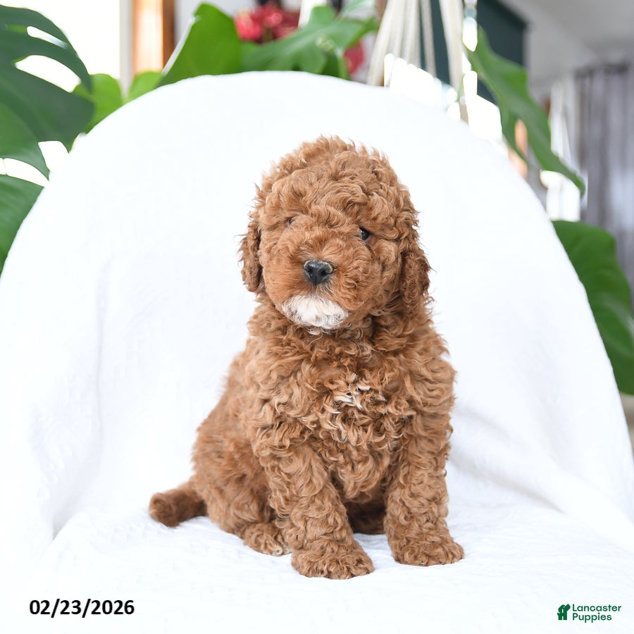 Mini Goldendoodle dogs Toasty - Ad 2