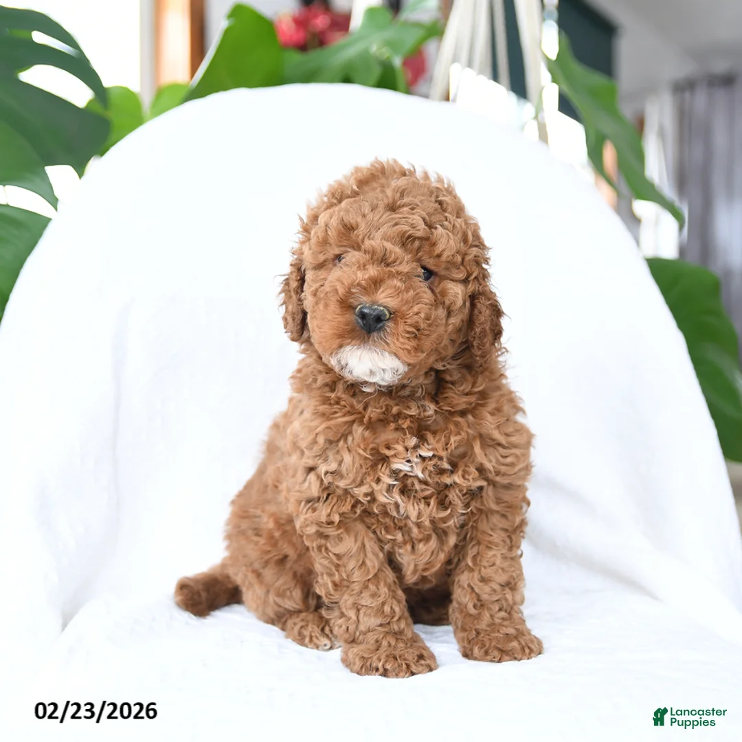 Mini Goldendoodle dogs for sale: Toasty - Ad 2