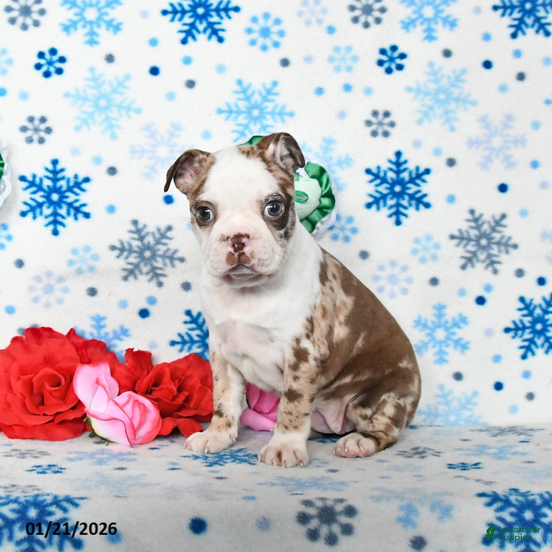 Boston Terrier dogs for sale: Confetti - Ad 2