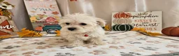 Maltipoo dogs for sale: Carlo Lynne - Ad 10