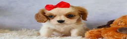 Cavalier King Charles Spaniel dogs for sale:  Nugget🐾 - Ad 6