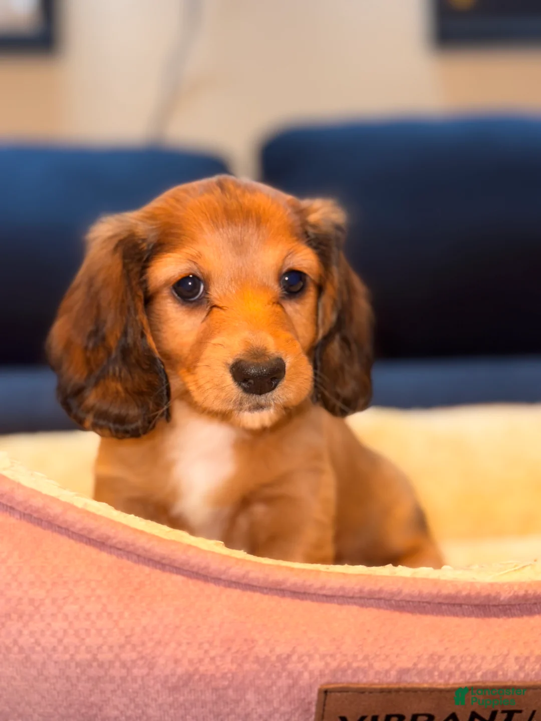 Miniature Dachshund dogs for sale: Willy - Ad 2