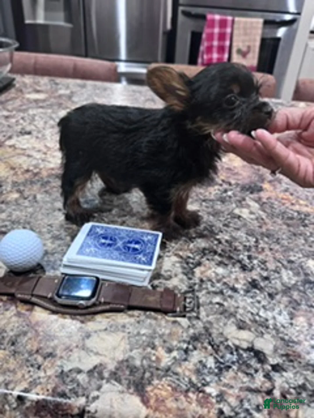 Yorkshire Terrier dogs for sale: Gables "Rhett Butler" - Ad 2