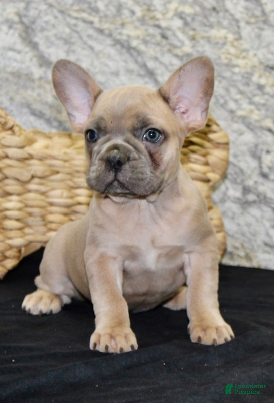 French Bulldog dogs for sale: Dolly - Ad 4
