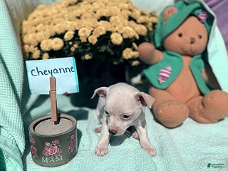 Chihuahua dogs - Ad 14