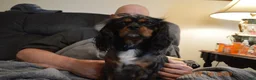 Cavalier King Charles Spaniel dogs for sale: Cavalier King Charles Spaniel Puppy 1 - HUEY - Ad 24