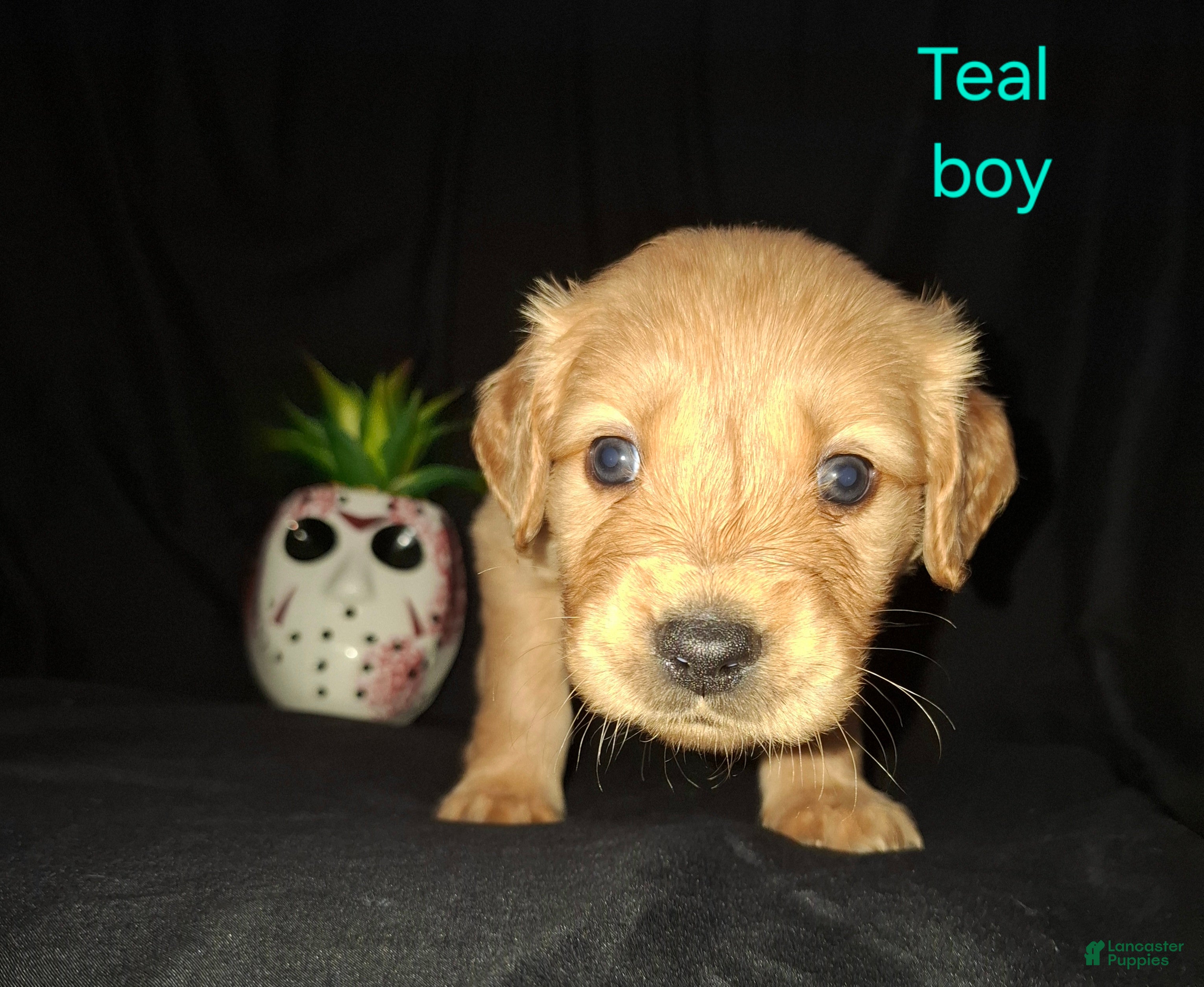 Golden Retriever dogs for sale: Golden Retriever 4 - Ad 32