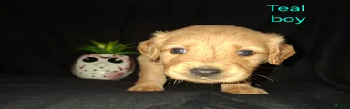 Golden Retriever 4