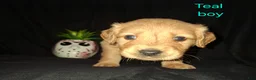 Golden Retriever dogs for sale: Golden Retriever 4 - Ad 1