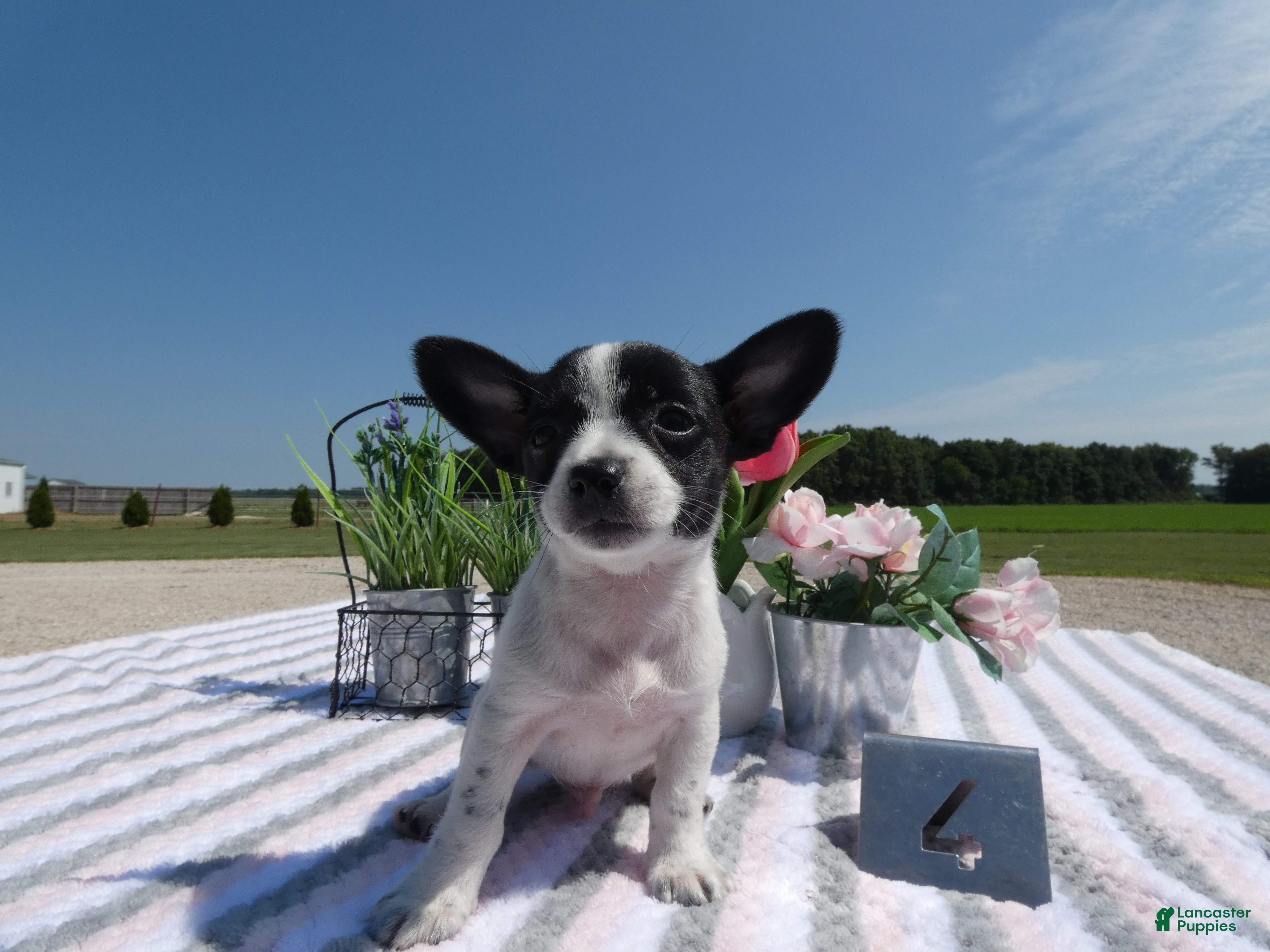 Chihuahua dogs Chihuahua 4 Score - Ad 1