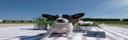 Chihuahua dogs for sale: Chihuahua 4 Score - Ad 1