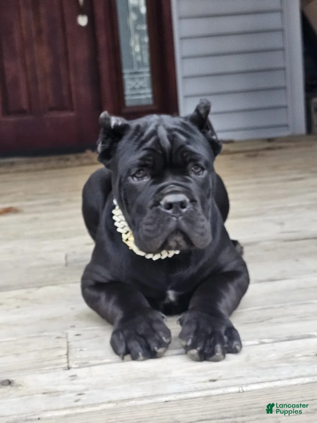 Cane Corso dogs for sale: ZEUS - Ad 33