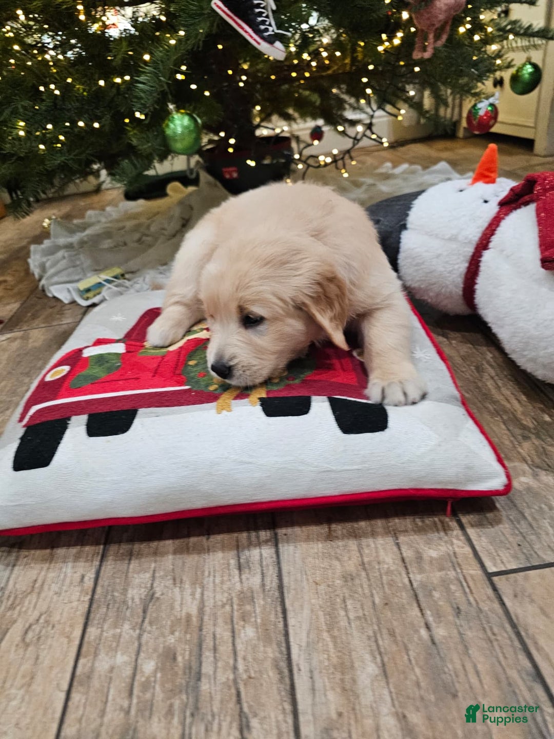 Golden Retriever dogs for sale: Golden Retriever Puppy 6 - Ad 10