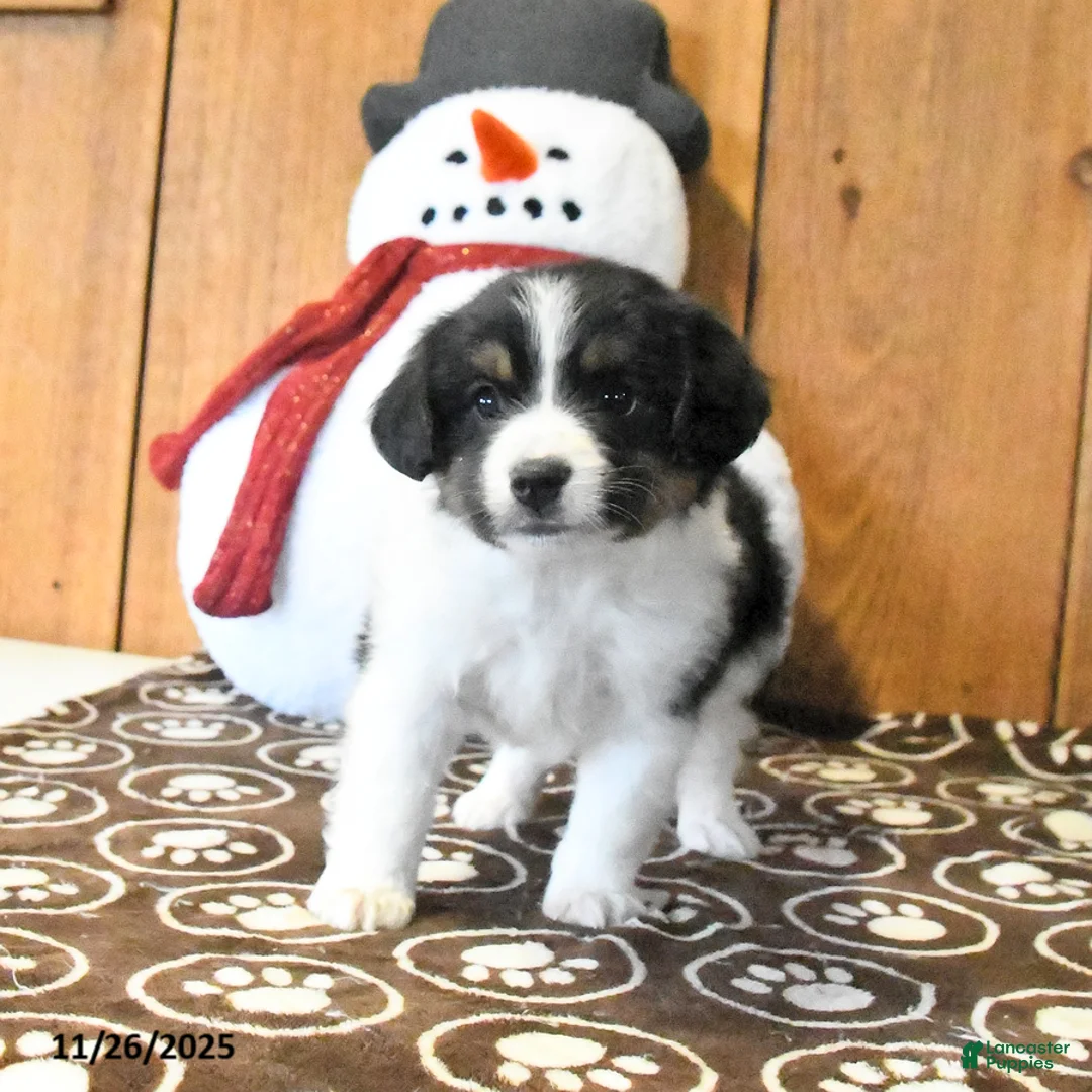 Miniature Australian Shepherd dogs for sale: Vance - Ad 2