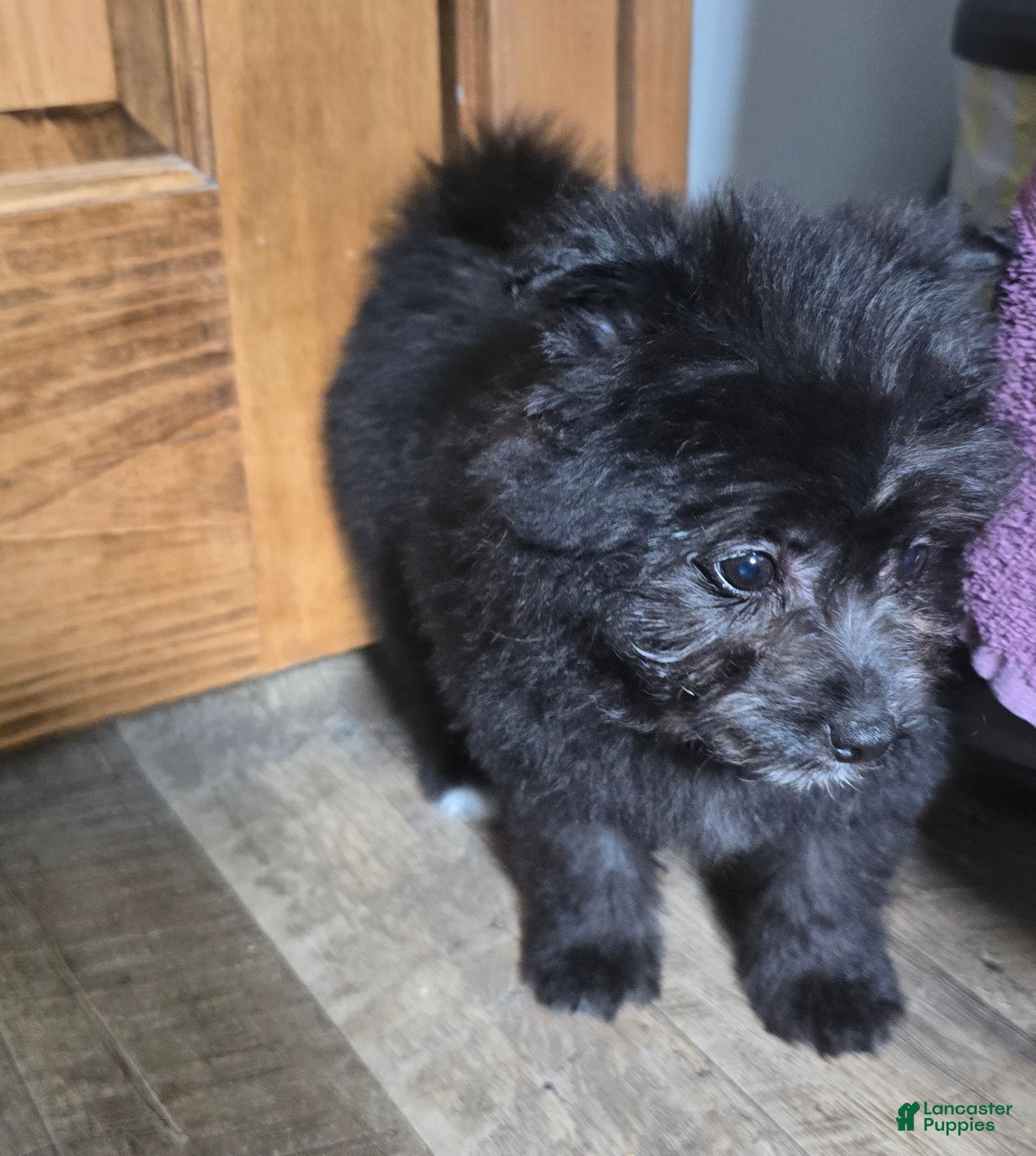 Pomapoo dogs Pomapoo Puppy 1 - Ad 9