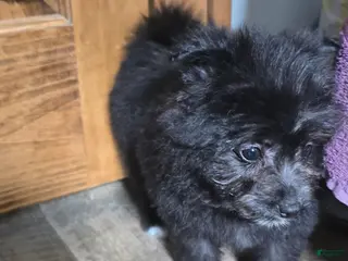 Pomapoo dogs Pomapoo Puppy 1 - Ad 9