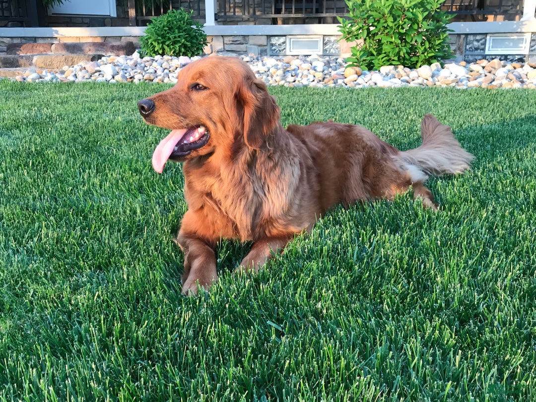 Golden Retriever dogs for sale: Donner - Ad 6