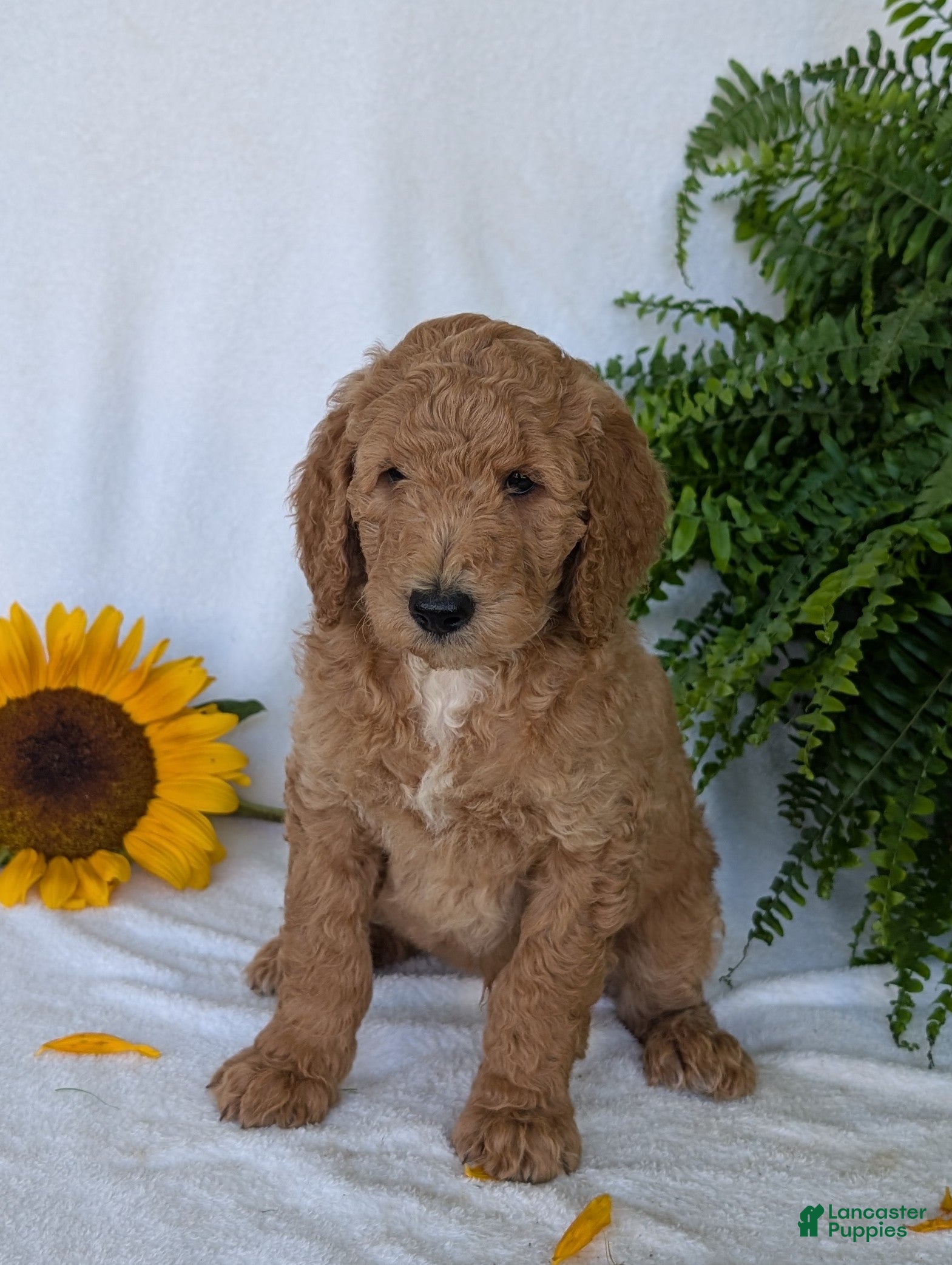 Goldendoodle dogs Pokie - Ad 2