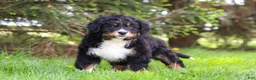 Bernese Mountain Dog dogs for sale: Finn - Ad 6