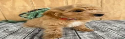 Mini Goldendoodle dogs for sale: Alice - Ad 15