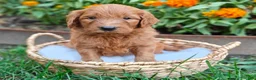 Goldendoodle dogs for sale: Moose - Ad 5