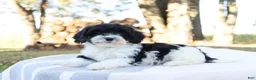 Cavapoo dogs for sale: Emder - Ad 4