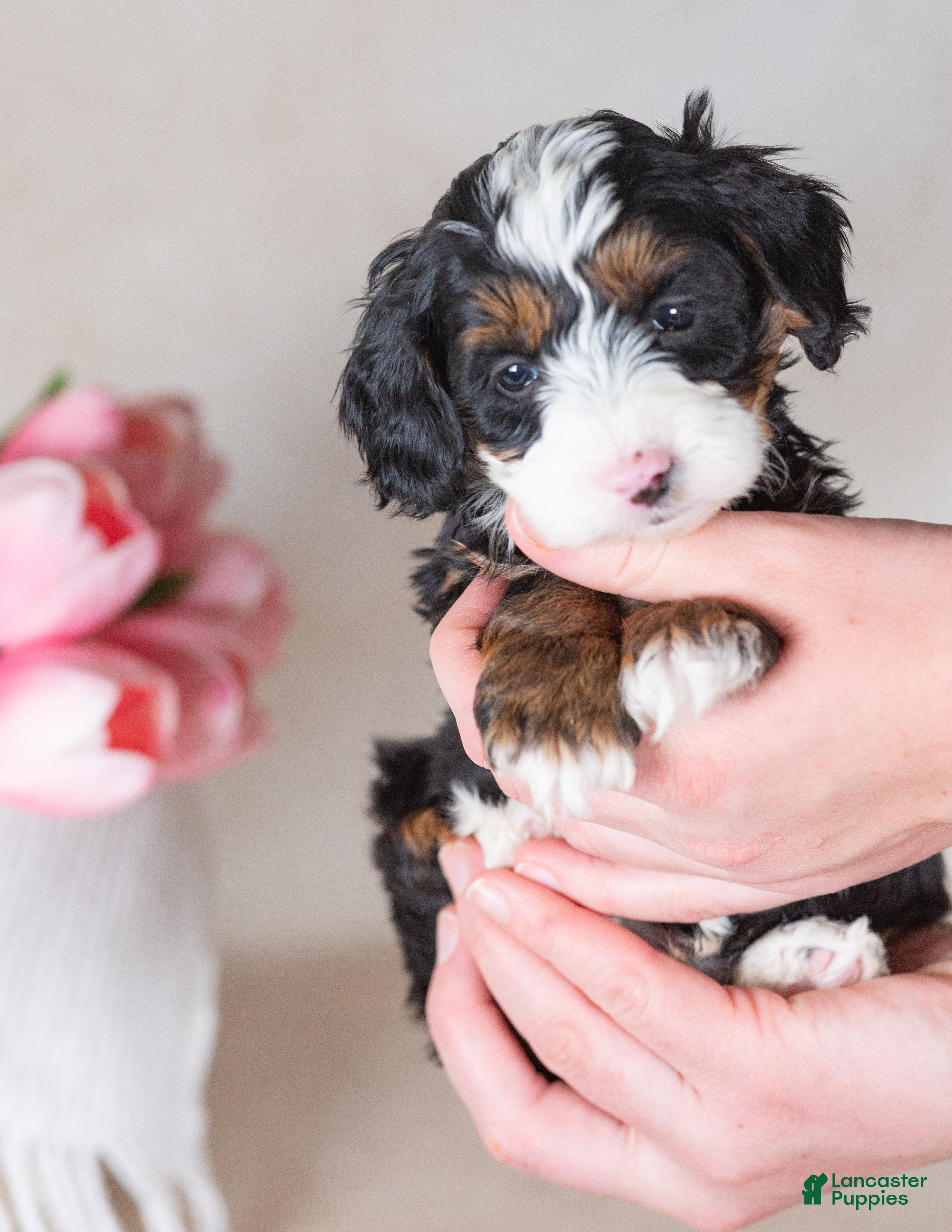 Bernedoodle dogs Lewis - Ad 2