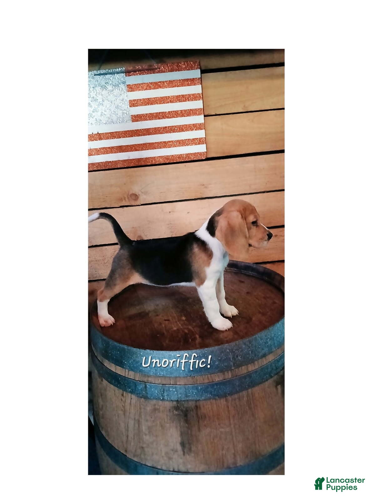 Beagle dogs UNO - Ad 2