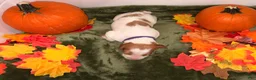Brittany Spaniel dogs for sale: Brittany Spaniel 4 - Ad 2