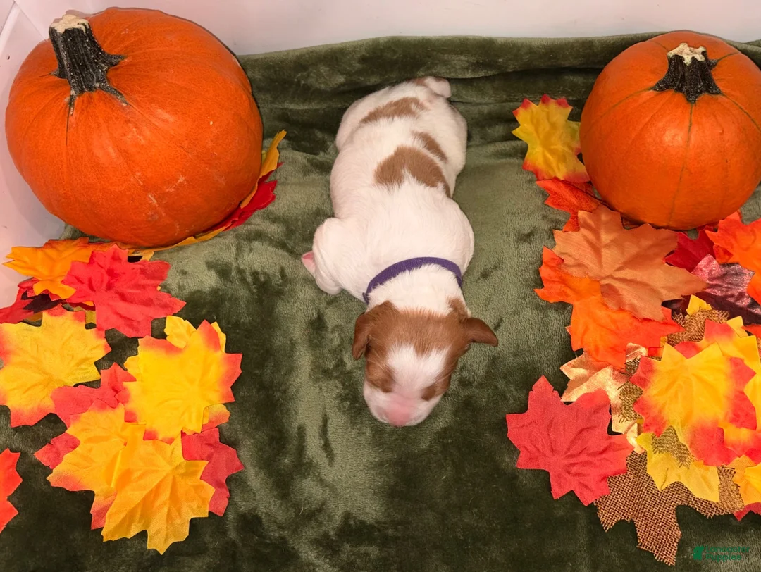 Brittany Spaniel dogs for sale: Brittany Spaniel 4 - Ad 2