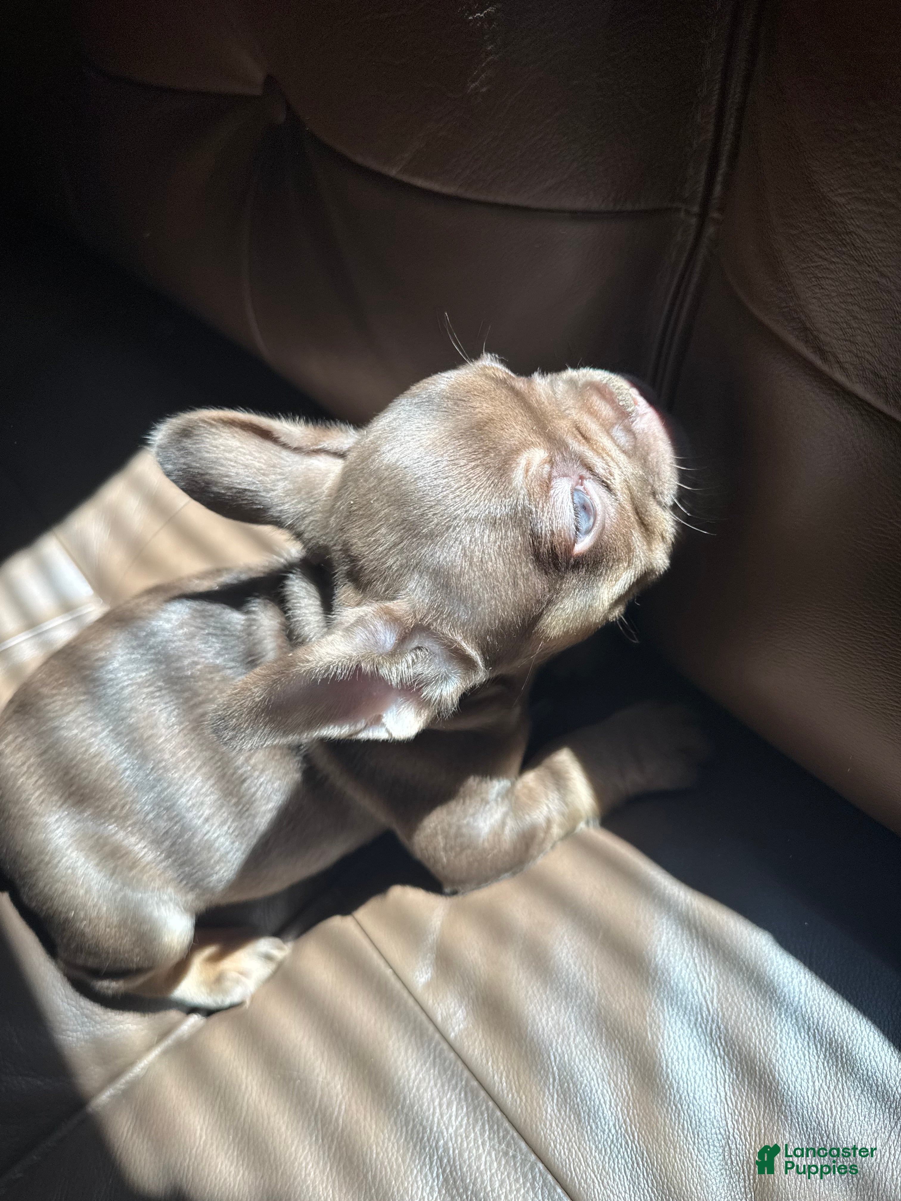 French Bulldog dogs DEVIL WEARS PRADA - Ad 2