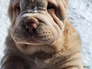 Shar Pei dogs Flurries mini - Ad 2