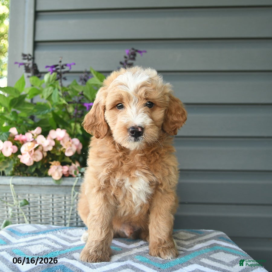 Mini Goldendoodle dogs Alex - Ad 2